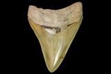 Serrated, Fossil Megalodon Tooth - Georgia #142354-1